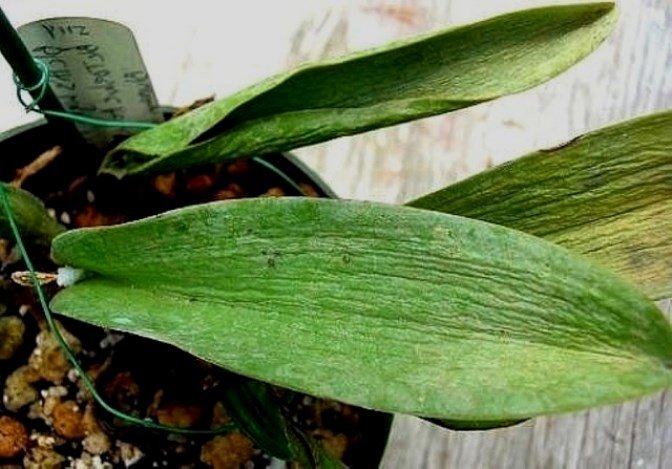 Болезни орхидей фаленопсис и их лечение